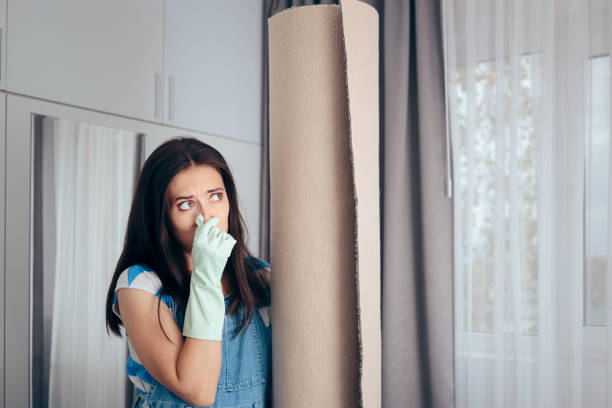 Professional Mold Removal in Nashville, IL